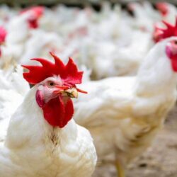 مصادر : الاتحاد يتمم صفقة نجم ليفربول فابينيو