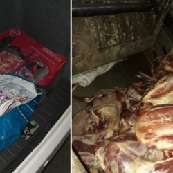 اكتمال مغادرة 4951 حاجًّا وحاجة من ضيوف برنامج خادم الحرمين إلى المدينة المنورة