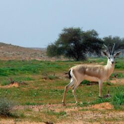 إصابة شخص في حريق بالدمام