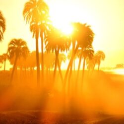 بحضور “القاضي”.. سفير كوريا الجنوبية يزور مزارع الورد الطائفي بالشفا