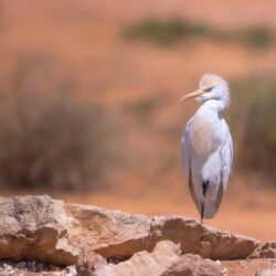 “الحصيني” يتوقَّع استمرار موجة الحر من “قوية لشبه قوية” على عموم مناطق السعودية والخليج