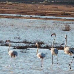 لمن بلغ خدمتهم 25 عاماً فأعلى .. التعليم تحدد مواعيد “التقاعد المبكر”