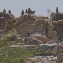 أمانة جائزة الأمير نايف للأمن العربي تفتح باب الاشتراك للعام 2023م