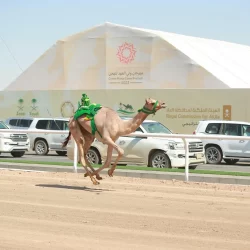 الراكب الآلي يشعل سباقات الهجن في مهرجان وليِّ العهد بألوانه الزاهية وميزاته المختلفة