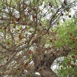 سمو ولي العهد يصل إلى سلطنة عمان في زيارة خاصة