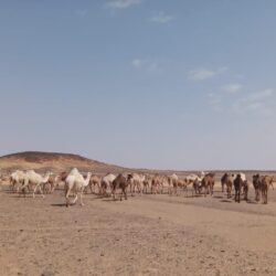 «النيابة العامة» تكشف عقوبة من يتسبب عمداً بتداول مادة غذائية ضارة بالصحة