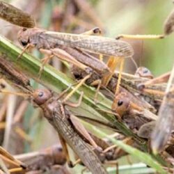 مكافحة المخدرات تضبط أكثر من (3.8) ملايين قرص من مادة الإمفيتامين المخدر بمنطقة الرياض