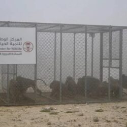 العسومي: القرار الأممي بشأن غزة يجب أن تصحبه ضغوط لتنفيذه