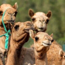 انطلاق أعمال النسخة الثانية من فعالية الأمن السيبراني