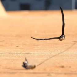 “سدايا” تنظم غداً محاضرة عن معالجة اللغة الطبيعية عبر الحاسب لفهم اللغة البشرية