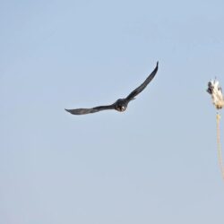 الذهب يسجل أعلى مستوى في 6 أشهر وسط تراجع الدولار