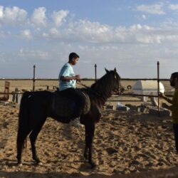 ضبط شخص في الظهران لنشره محتوى مرئيًا يتضمن تعذيب كائن