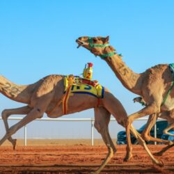 “هامات” تهيمن على جولات شوط سيف الملك لفئة المجاهيم وتخطف الصدارة