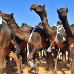 الأرصاد: هطول أمطار رعدية مصحوبة بزخات من البرد على هذه المناطق