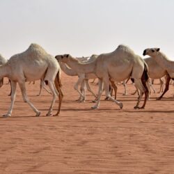 الهيئة الملكية لمدينة الرياض تعلن اكتمال الشبكة الرئيسية لـ” حافلات الرياض “