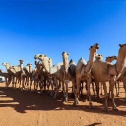 انطلاق المرحلة الاستعراضية لرالي جدة تويوتا 2023