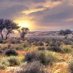 حرس الحدود بعسير يحبط تهريب (176) كيلوجرامًا من نبات القات المخدر