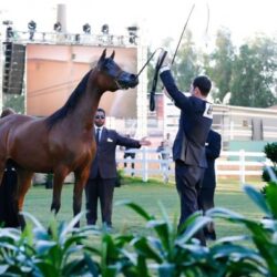 المركز الوطني للأرصاد ينبه من تكون ضباب على منطقة المدينة المنورة