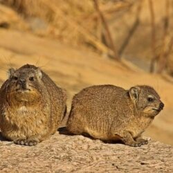 الأرصاد: هطول أمطار متوسطة يصاحبها صواعق رعدية وتساقط البرد على القنفذة