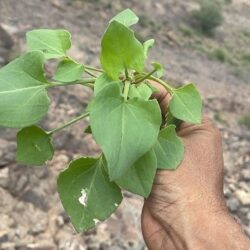 مهرجان الكُتّاب والقرّاء بعسير يشهد إقبالاً كبيراً.. وفعالياته تكتظ بالزوار
