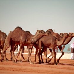 تنفيذ حكم القتل قصاصاً بأحد الجناة بمنطقة الرياض