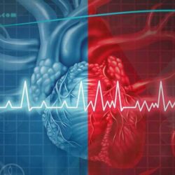 “الخضيري” يوضح طول الأوعية الدموية .. ودور الأوردة الرئيسية في جسم الإنسان