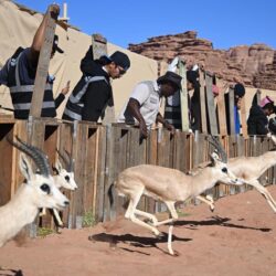 حملة تطوعية للتشجير في محافظة رابغ