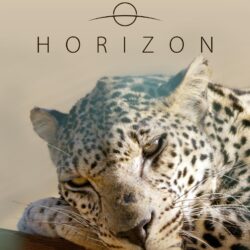 نائب أمير مكة يستقبل عدداً من العلماء والمشائخ ومديري الجهات الحكومية والقطاعات الأمنية بالمنطقة وعدداً من الأهالي