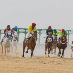 جماليات الخيل العربية الأصيلة تجذب اهتمام زوار حي حراء الثقافي بمكة المكرمة