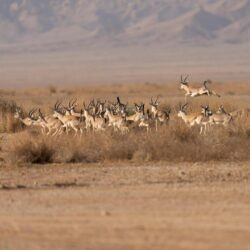نائب أمير مكة يستقبل رؤساء مجالس الغرف التجارية بمكة وجدة والطائف
