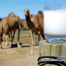 مكافحة المخدرات تقبض على مقيم بمنطقة المدينة المنورة لترويجه مادة الحشيش المخدر