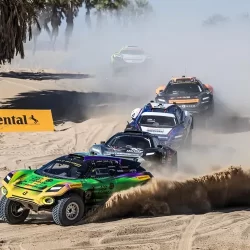 سائح من سنغافورة يبدي إعجابه بعلاقة السعوديين بالإبل