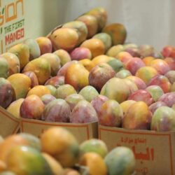 مركز الملك سلمان للإغاثة يوزع 790 سلة غذائية في محلية ربك بولاية النيل الأبيض في جمهورية السودان