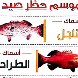 “البيئة” تطلق خدمة الحصاد المجاني للقمح لمساحات 30 هكتارًا