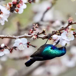 مركز الملك سلمان للإغاثة يوزع 1,012 سلة غذائية في مقاطعة توجنين بموريتانيا