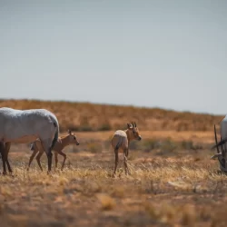 محافظ البنك المركزي السعودي يرأس وفد المملكة المشارك في الاجتماعات السنوية المُشتركة للهيئات المالية العربية