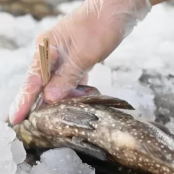 خطيب المسجد الحرام: حفظ المعروف والاعتراف بالجميل يكون لكل الناس