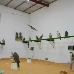 طريق الهجرة.. الشريان الحيوي لتنقل ضيوف الرحمن بين مكة المكرمة والمدينة المنورة