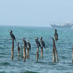 وزير الاستثمار: المملكة المتحدة ثاني أكبر مستثمر أجنبي في المملكة