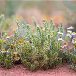 رحلاتٌ ترددية لضيوف برنامج خادم الحرمين الشريفين من وإلى المسجد الحرام على مدار الساعة