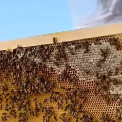 الهيئة الدائمة لحقوق الإنسان لمنظمة التعاون الإسلامي تواصل اجتماعات دورتها الـ 23 بجدة