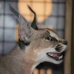 “وقاء” ينظم برنامجاً تدريبياً شاملاً لتعزيز مهارات التحقق الوبائي لأمراض الصحة الحيوانية