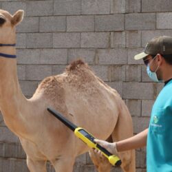 بيان صادر عن الاجتماع الافتراضي لمجموعة متحالفون من أجل إنقاذ الأرواح والسلام في السودان
