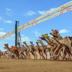 حرس الحدود بجازان يحبط تهريب (300) كيلوجرام من نبات القات المخدر