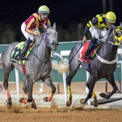 أمانة القصيم تزين ميدان النخلة بمجسم راية التوحيد