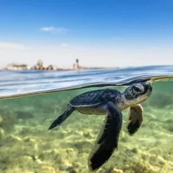 ليفربول يكشف حقيقة التعاقد مع المصري عمر مرموش