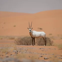 أمانة العاصمة المقدسة تنفذ مبادرة نوعية ضمن حملة “استدامة وأثر”