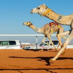 الحرفيون يبدعون في جناح إمارة القصيم بمهرجان الملك عبدالعزيز للإبل