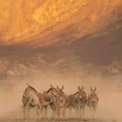 هيئة المتاحف والمتحف الوطني الصيني يوقعان ملحق البرنامج التنفيذي لتعزيز التعاون الثقافي