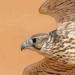 ليفربول يواصل نزيف النقاط ونيوكاسل ينتصر بالأربعة